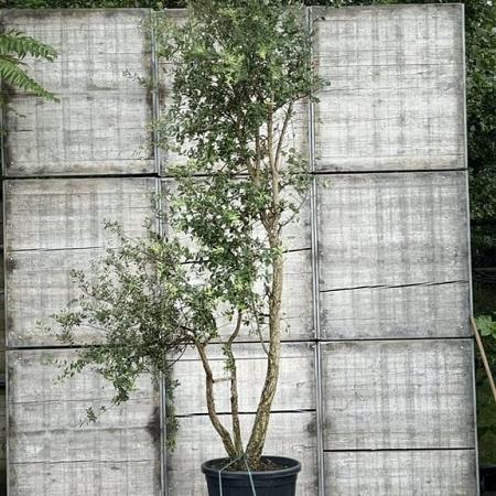 Quercus suber Pot 110 liter 200 - 250 cm Meerstammig