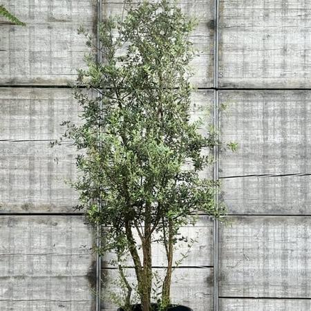 Quercus suber Pot 110 liter 200 - 250 cm Meerstammig
