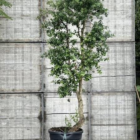 Quercus suber Pot 150 liter 250 - 300 cm Meerstammig