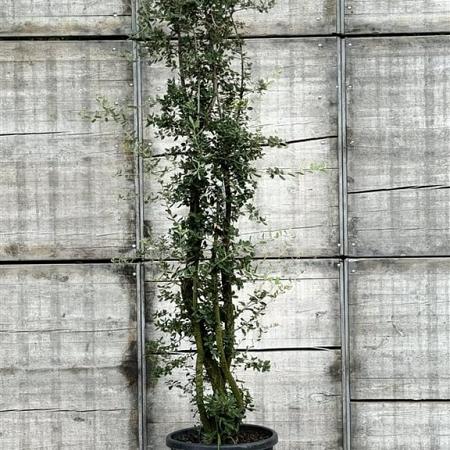 Quercus suber Pot 70 Liter 200 - 250 cm Meerstammig