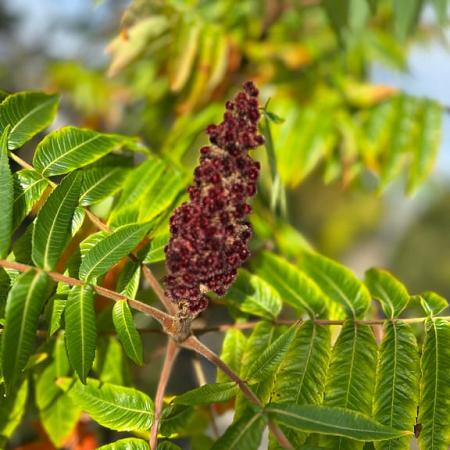 Rhus typhina Pot 130 liter 300 - 350 CM Meerstammig