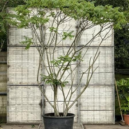Rhus typhina Pot 150 liter 300 - 350 CM Meerstammig