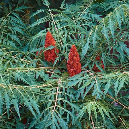 Rhus typhina 'Dissecta' Pot 50 Liter 150 - 175 cm Meerstammig