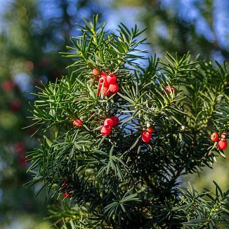 Taxus baccata Pot 90 Liter 200 - 250 cm Meerstammig