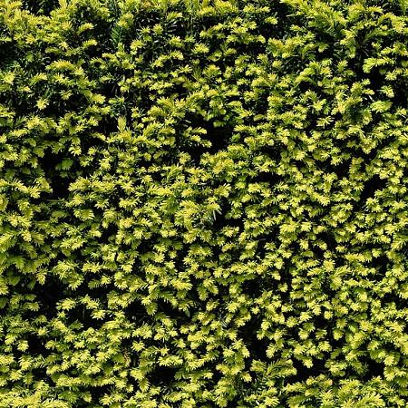 Taxus baccata Pot 90 Liter 200 - 250 cm Meerstammig