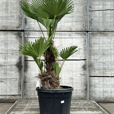 Trachycarpus wagnerianus Pot 90 Liter Meerstammig