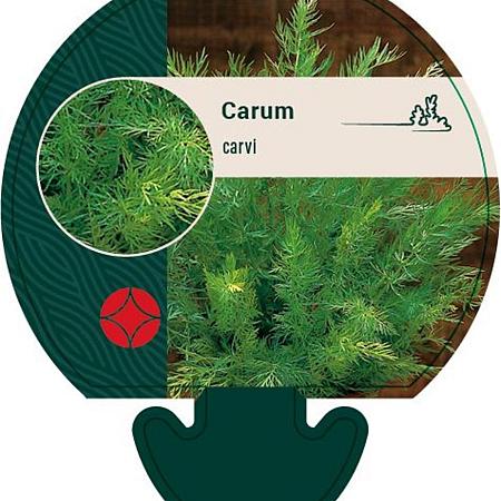 Carum carvi Pot 9 cm