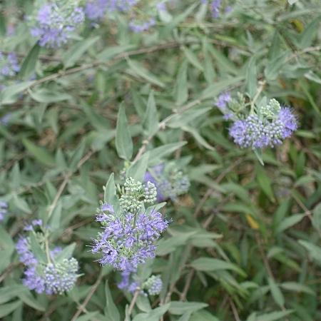 Caryopteris cland. 'Heavenly Blue' Pot 3 Liter 