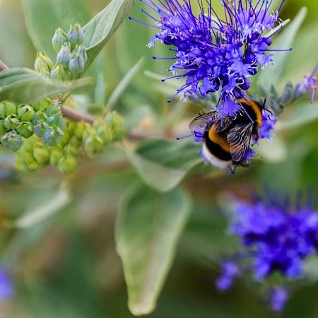 Caryopteris cland. Grand Blue Pot 5 Liter 