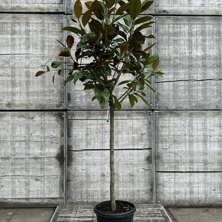 Magnolia grand. 'Galissonnière' Pot 25 Liter Halfstam