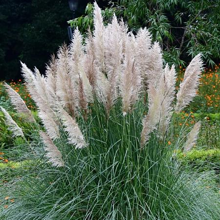 Cortaderia sell. Minipampas Pot 5 Liter 