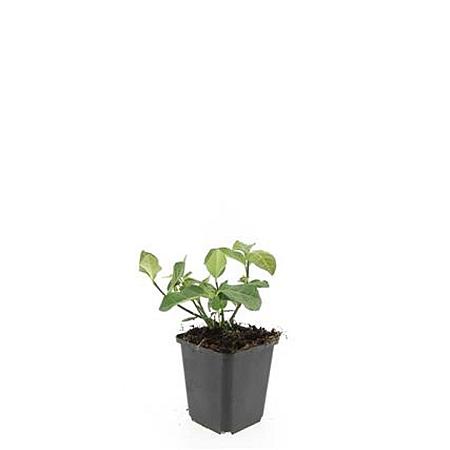 Euonymus fort. 'Dart's Blanket' Pot 9 cm