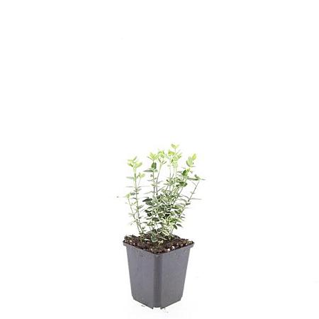 Euonymus fort. 'Emerald Gaiety' Pot 9 cm