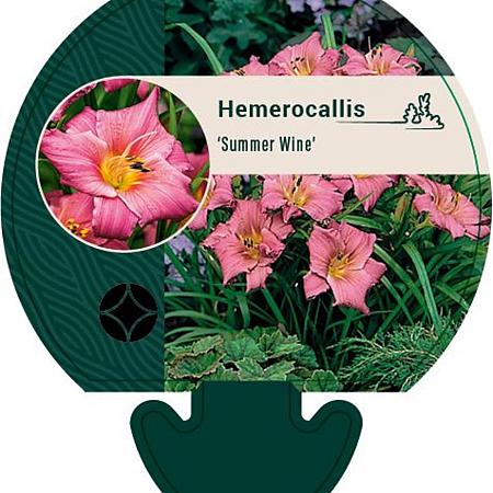 Hemerocallis 'Summer Wine' Pot 9 cm