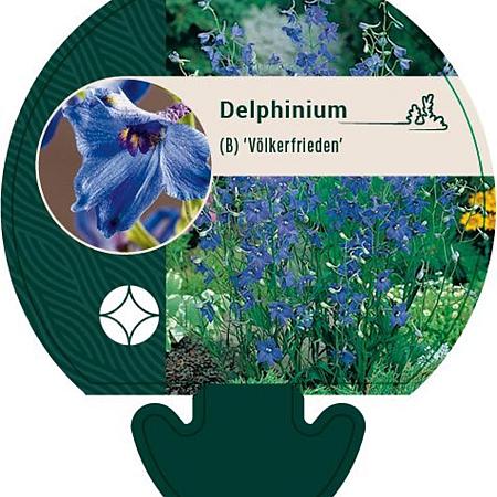 Delphinium (B) 'Völkerfrieden' Pot 9 cm