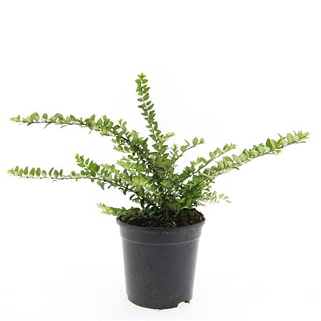 Lonicera nit. 'Maigrün' Pot 1,5 liter