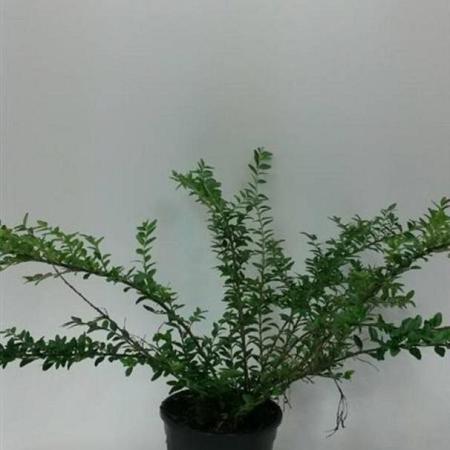 Lonicera nit. 'Maigrün' Pot 1,5 liter