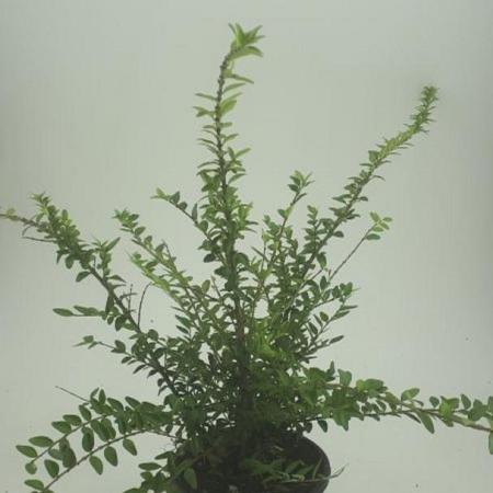 Lonicera nit. 'Maigrün' Pot 1,5 liter