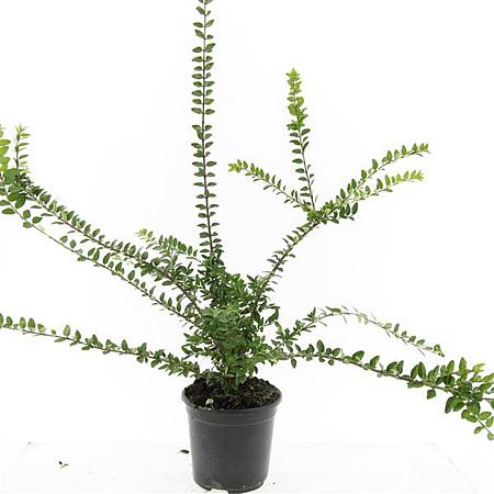 Lonicera nit. 'Maigrün' Pot 1,5 liter