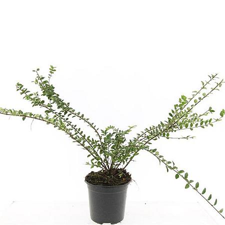 Lonicera nit. 'Maigrün' Pot 1,5 liter