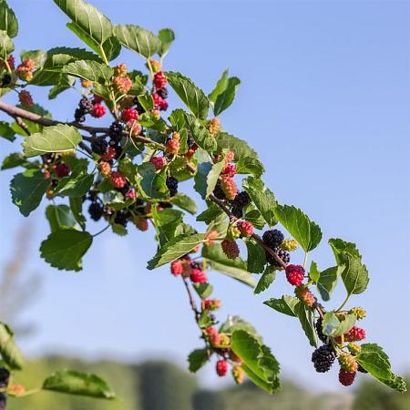 Morus nigra stam 150 cm (Stamomtrek 12-14 cm)