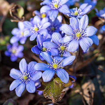 Hepatica nobilis Pot 9 cm