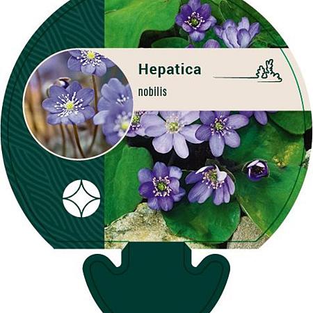 Hepatica nobilis Pot 9 cm