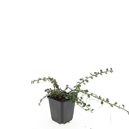 Cotoneaster pr. 'Queen of Carpets' Pot 9 cm