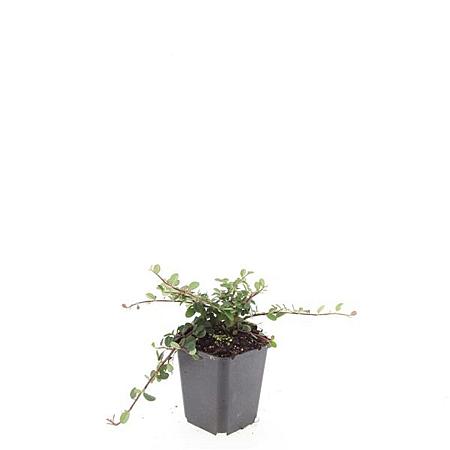 Cotoneaster pr. 'Queen of Carpets' Pot 9 cm