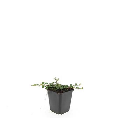 Cotoneaster pr. 'Queen of Carpets' Pot 9 cm