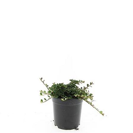 Cotoneaster pr. 'Streib's Findling' Pot 1,5 liter