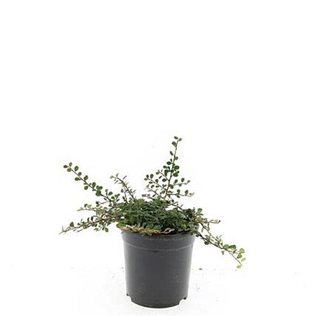 Cotoneaster pr. 'Streib's Findling' Pot 1,5 liter