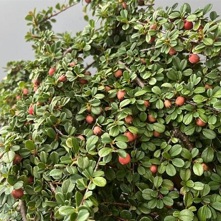 Cotoneaster pr. 'Streib's Findling' Pot 1,5 liter