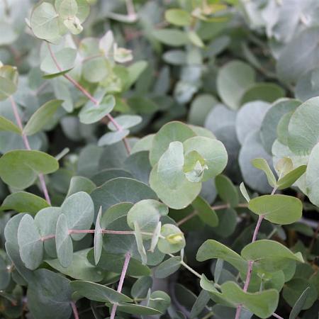 Eucalyptus gunnii Hoogstam (Stamomtrek 10-12 cm)