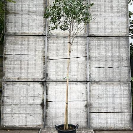 Eucalyptus gunnii Hoogstam (Stamomtrek 10-12 cm)
