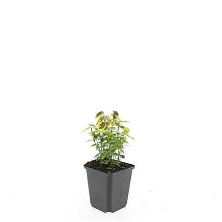 Euonymus fort. 'Emerald 'n' Gold' Pot 9 cm