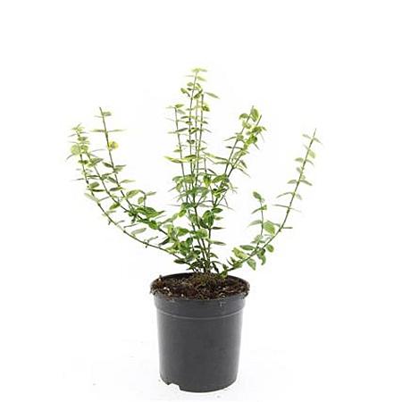 Euonymus fort. 'Emerald 'n' Gold' Pot 1,5 liter