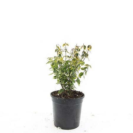 Euonymus fort. 'Emerald 'n' Gold' Pot 1,5 liter