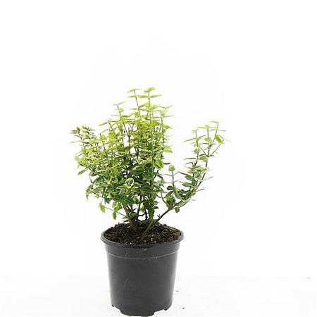 Euonymus fort. 'Emerald 'n' Gold' Pot 1,5 liter