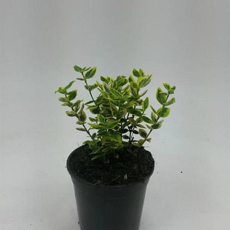 Euonymus fort. 'Emerald 'n' Gold' Pot 1,5 liter