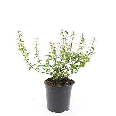 Euonymus fort. 'Emerald 'n' Gold' Pot 1,5 liter