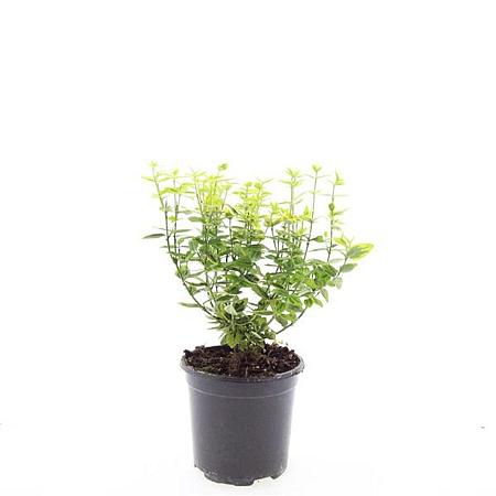 Euonymus fort. 'Emerald 'n' Gold' Pot 1,5 liter