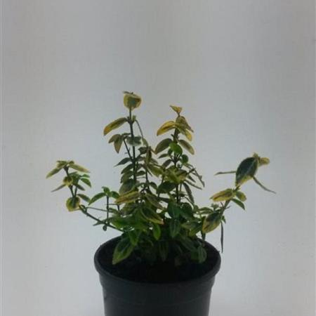 Euonymus fort. 'Emerald 'n' Gold' Pot 1,5 liter