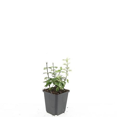Euonymus fort. 'Harlequin' Pot 9 cm