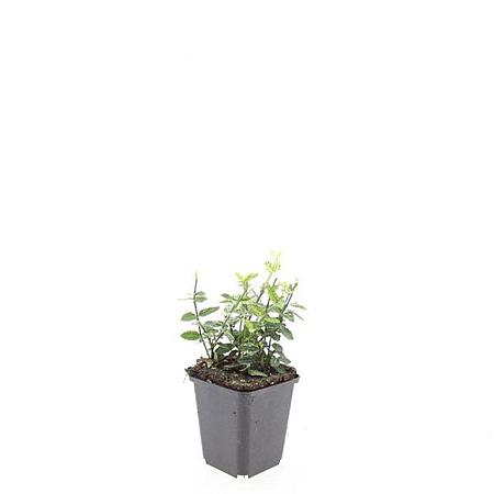 Euonymus fort. 'Harlequin' Pot 9 cm