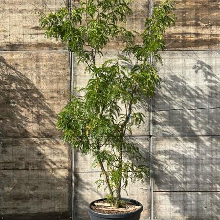Gleditsia triac. 'Sunburst' Pot 130 liter 200 - 250 cm Meerstammig
