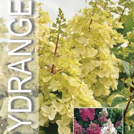 Hydrangea pan. Candlelight Pot 12 liter Stam 60 cm