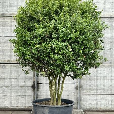Ilex cornuta Pot 350 Liter 200 - 250 cm Meerstammig
