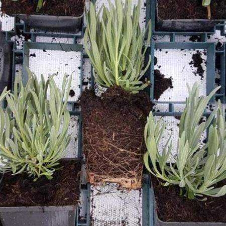 Lavandula int. 'Edelweiss' Pot 9 cm