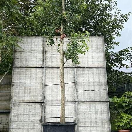 Liquidambar styraciflua Hoogstam (Stamomtrek 30-35 cm)